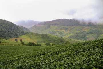 Obraz premium Thai tea plantation