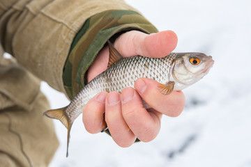 Winter fishing from ice. Caught a fish - a roach. Roach in the hand of the fisherman.