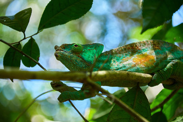 Giant Chameleon, Madagascar