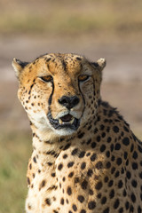 Cheetah looking