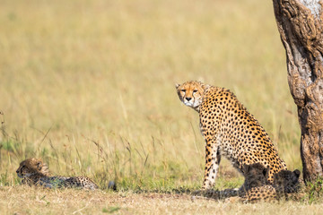 Cheetah mother with cubs at a tree
