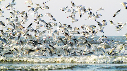 NL. Many Seagulls flying above the sea