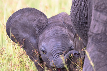 Playful Elephant calf that wags the ears