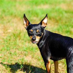 Miniature Pinscher stands on the grass on the lawn. Playing with a ball