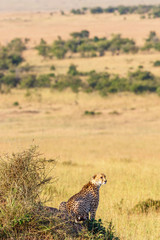 Naklejka premium Cheetah sits on a hill on the savannah in Africa