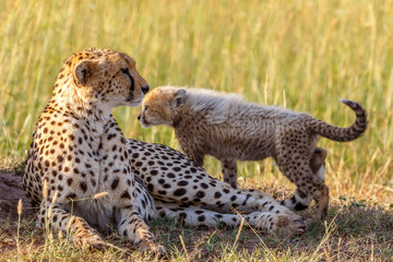 Naklejka na ściany i meble Cheetah with a cub lying in the grass in the savannah