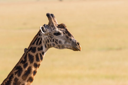 Giraffe portrait in Africa