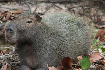 Capybara in the Pantanal