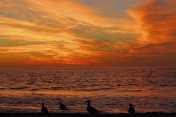 Seagulls Silhouetted at Sunset, Torrance Beach, Los Angeles County, California