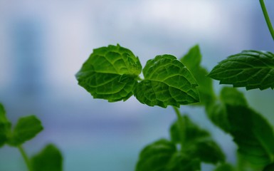 fresh mint on a blue background