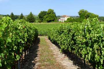 Fototapeta na wymiar Bordeaux Vineyards in summer with blue sky