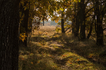 Autumn road leaving into the distance