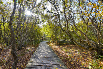 Fototapeta premium Naturerlebnispfad auf der Insel Amrum