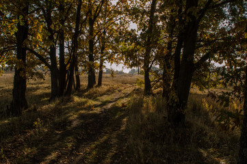 Fototapeta premium Autumn road leaving into the distance