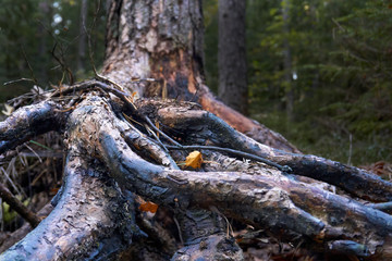 Open gnarled roots of the old tree