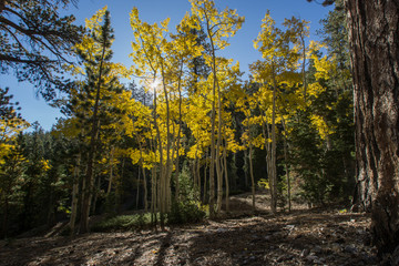 Fototapeta premium forest in autumn