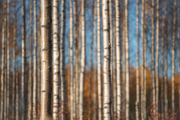 Autumn birch forest. Focus on tree trunk on the left. Shallow depth of field.