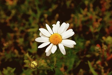 daisy in the grass