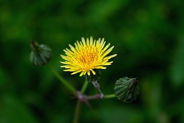 dandelion in grass