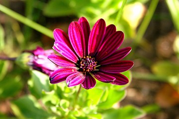 Obraz premium pink flower