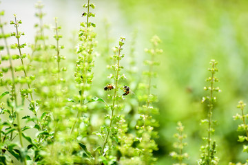 Basil with the bees