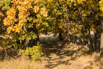 Autumn road leaving into the distance