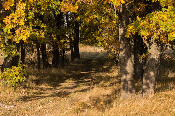 Autumn road leaving into the distance