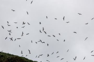 Birds above rock