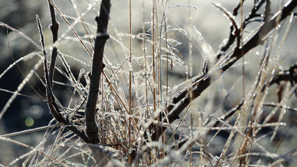 Frozen grass