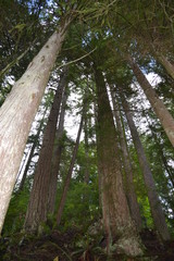 tall trees, forest, tree, trees, sky, nature, landscape, blue, green, woods, 