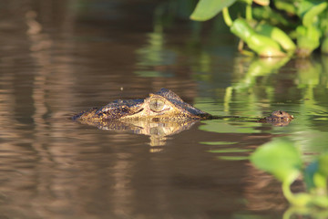 Caiman in the Pantanal