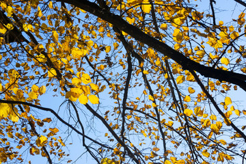 Linden vor blauem Himmel im Herbst