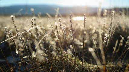 Fototapeta premium Frost at Trondheim fjord coast, Norway 