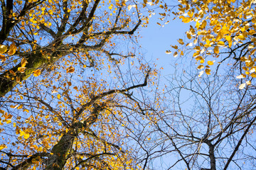 Linden vor blauem Himmel im Herbst