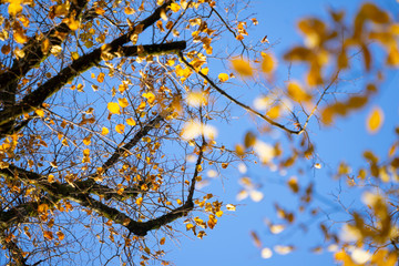 Linden vor blauem Himmel im Herbst