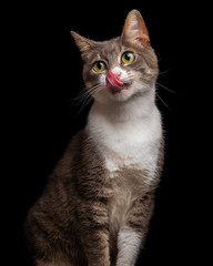 Beautiful, cute and playful tabby cat licking nose, closeup studio portrait isolated on black background