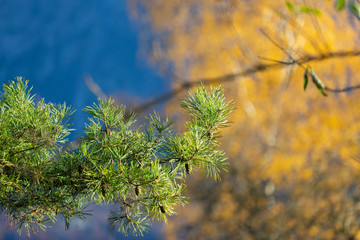 Kiefernzweig im Herbst