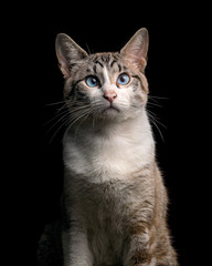 Fototapeta na wymiar Cute and beautiful tabby cat looking into the camera, black background isolated, studio portrait