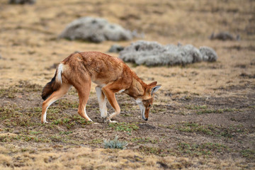 loup d'Abyssinie