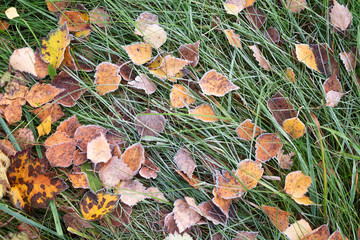 Frosted leaves and grass