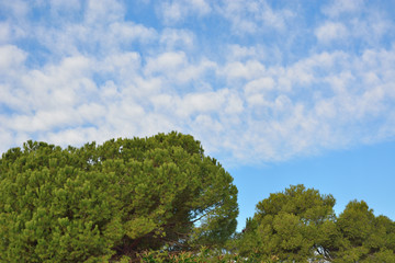 Nubes en el pinar del grao