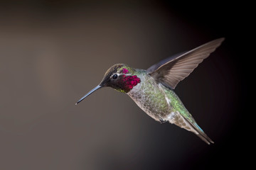 Anna's Hummingbird (Calypte Anna) in Flight