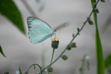 butterfly blue