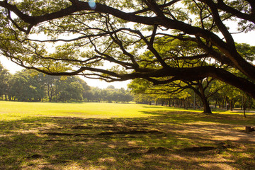 Obraz premium tree in the park