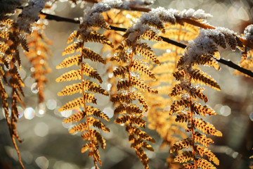 Frozen fern