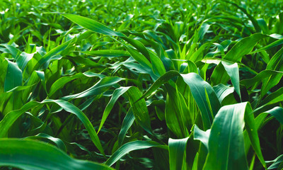 Corn leaves grow in intense dark colors