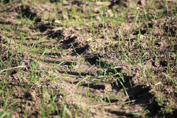 An Image of a plant