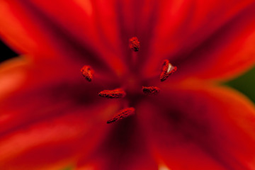 Macro of Lilly Stamen