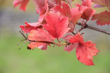 Beautiful branch with red autumn leaves on blurred green background