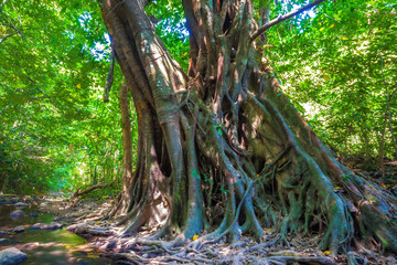 A millennial brown tree with a huge forked trunk with bare ornate roots on the banks of a river in...